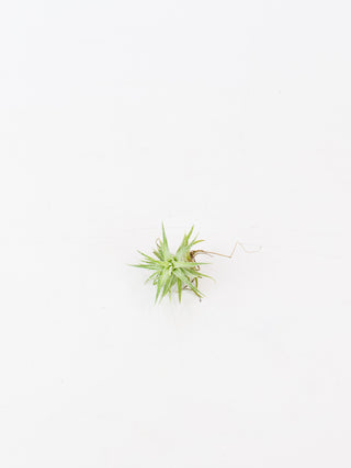 Assorted Tillandsia 'Air Plants'