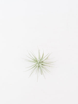 Assorted Tillandsia 'Air Plants'