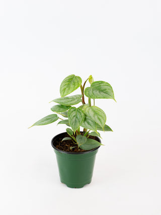 Philodendron 'sodiroi'