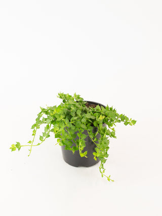 Dischidia ruscifolia