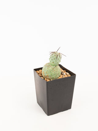 Tephrocactus geometricus