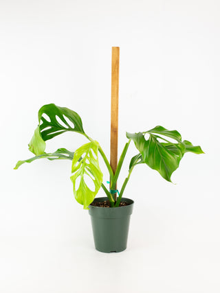 Monstera acacoyaguensis