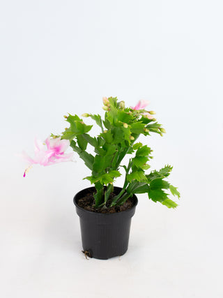 Schlumbergera truncata