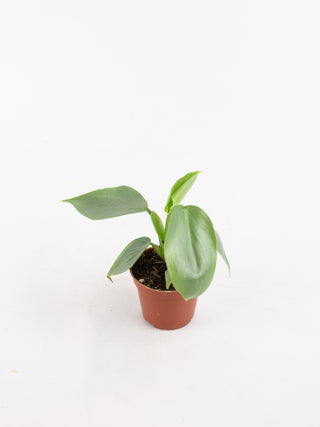 Philodendron hastatum 'Silver Sword'