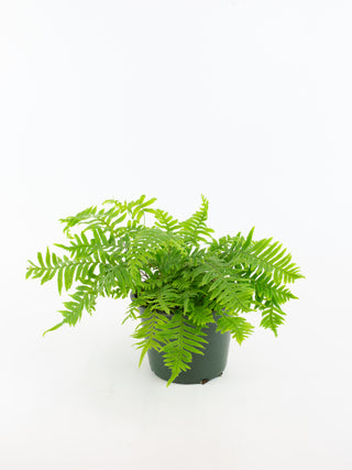 Polypodium formosanum 'Cristatum'