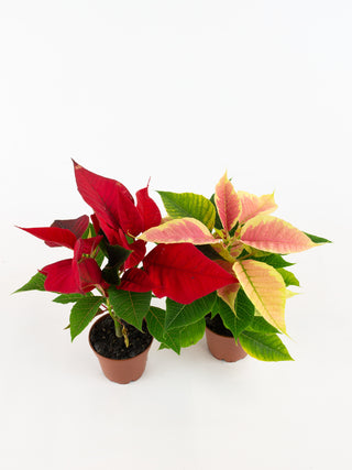 Euphorbia pulcherrima 'Poinsettia'