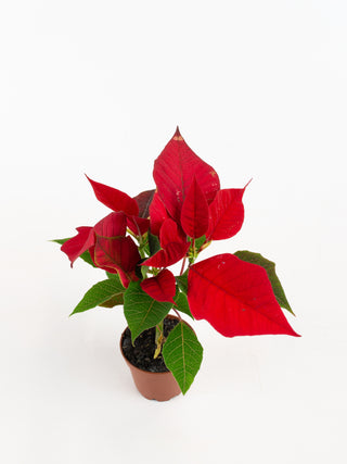 Euphorbia pulcherrima 'Poinsettia'