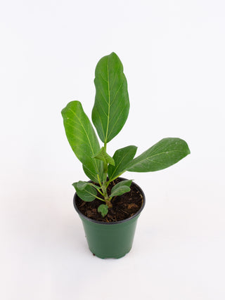 Ficus 'Audrey'
