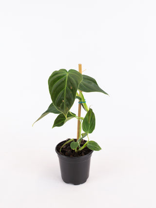 Philodendron cv. 'Splendid'