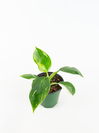 Philodendron White Wizard
