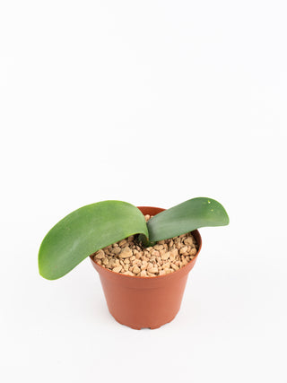 Haemanthus albiflos