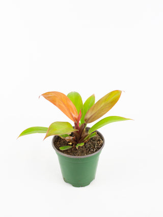Philodendron "Prince of Orange"