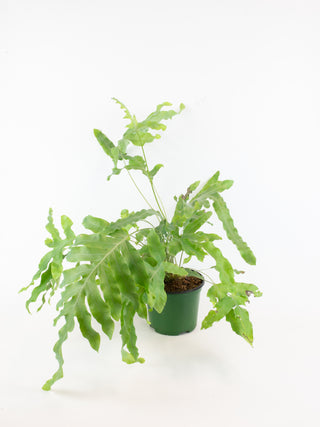 Phlebodium aureum 'Blue Star Fern'