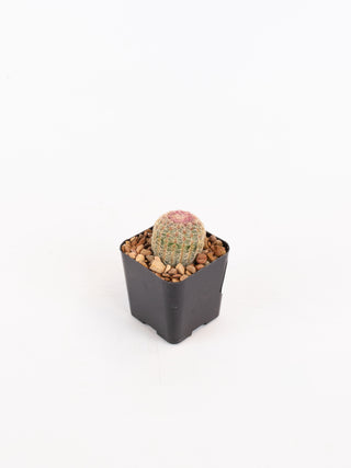 Echinocereus rigidissimus var. 'rubispinus'