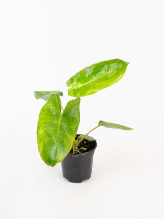 Philodendron 'Paraiso Verde'