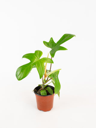 Philodendron 'Florida Green'