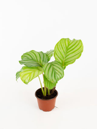 Calathea orbifolia