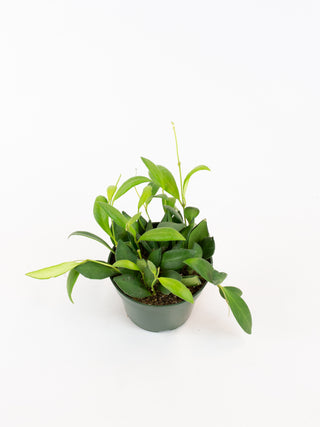 Hoya Sp. Aff. Burtoniae