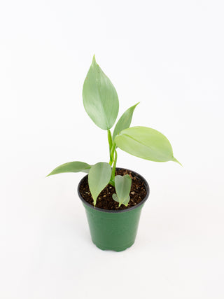 Philodendron hastatum 'Silver Sword'