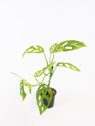 Monstera adansonii mint
