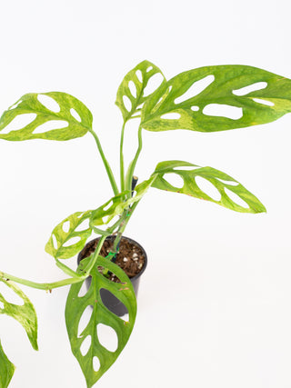 Monstera adansonii mint