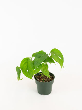 Monstera adansonii var. laniata