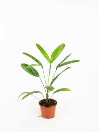 Rhapis excelsa