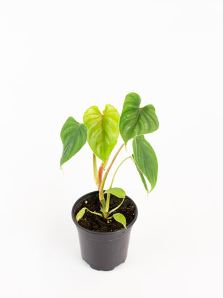 Philodendron plowmanii