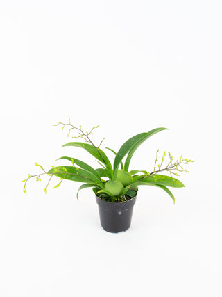 Oncidium Twinkle 'Fragrant Fantasy'