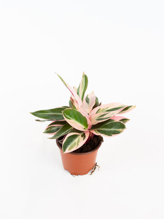Stromanthe sanguinea 'Triostar'