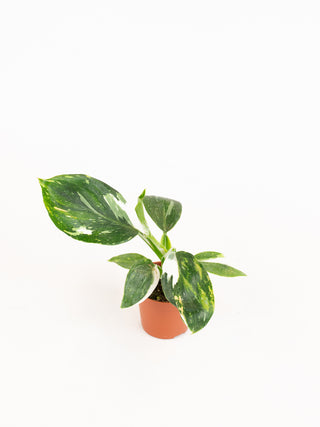 Philodendron White Wizard