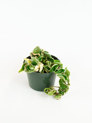Hoya carnosa compacta variegata