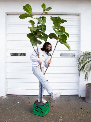 Ficus lyrata