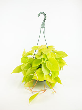 Philodendron hederaceum 'lemon lime'