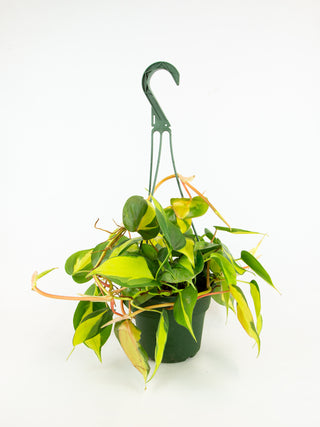 Philodendron hederaceum 'Brasil'