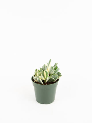 Crassula ovata variegata