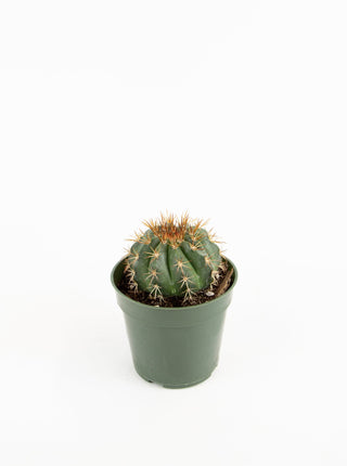 Melocactus conoideus