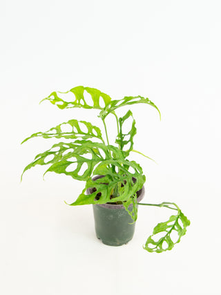 Monstera obliqua