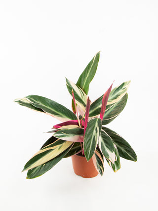 Stromanthe sanguinea 'Triostar'