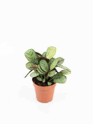 Ctenanthe burle-marxii 'Amagris'