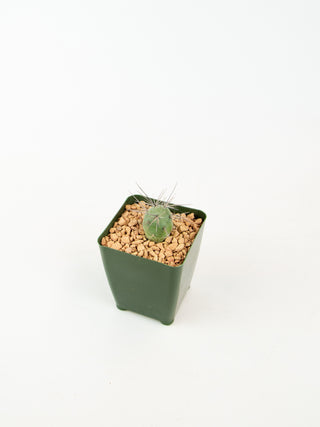Tephrocactus alexanderi