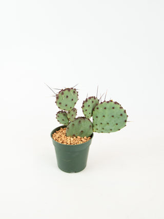 Opuntia macrocentra