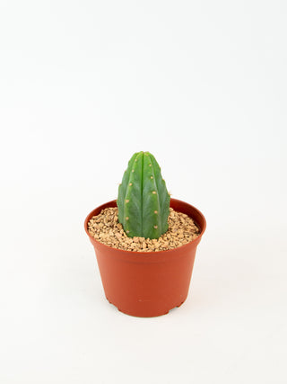 Echinopsis pachanoi 'San Pedro'