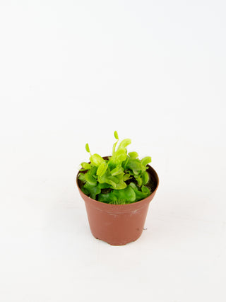 Dionaea muscipula 'Venus Fly Trap'