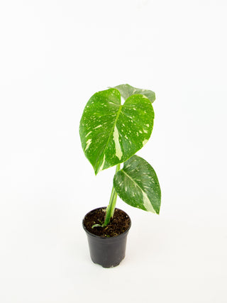 Monstera deliciosa 'Thai Constellation'