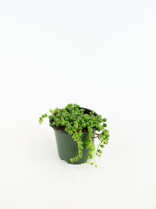 Senecio rowleyanus 'String of Pearls'