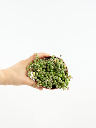 Senecio rowleyanus 'String of Pearls' variegata