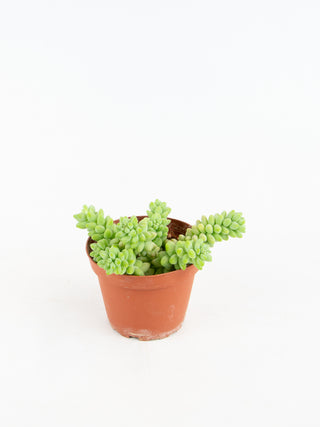 Sedum morganianum 'Burro's Tail'