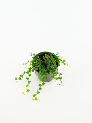 Ficus 'Quercifolia'