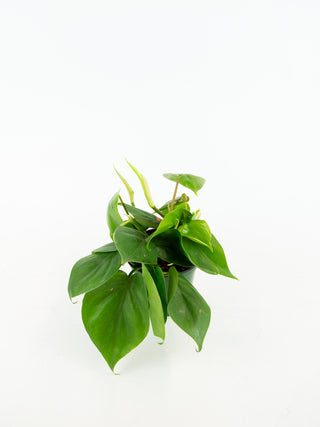 Philodendron hederaceum